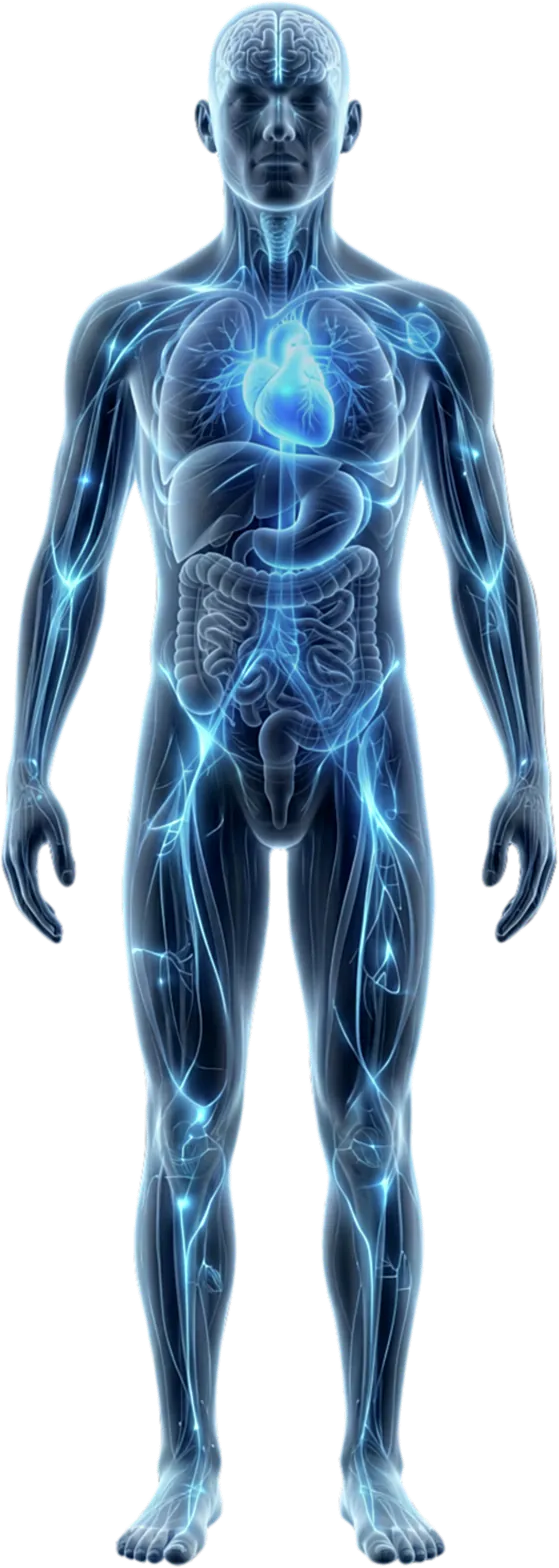 Translucent human avatar mapping the nervous system in real time