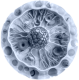Microscopic render of a cell cross-section