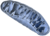 Microscopic render of a mitochondrion
